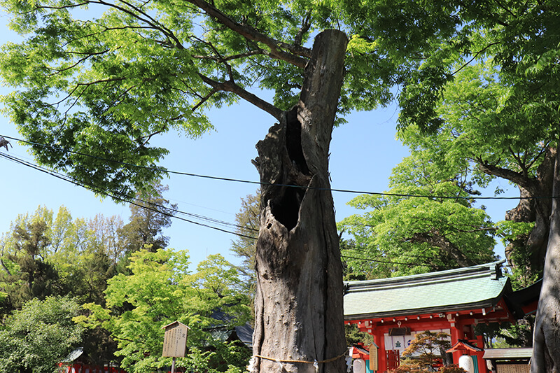 生島足島神社　欅の写真