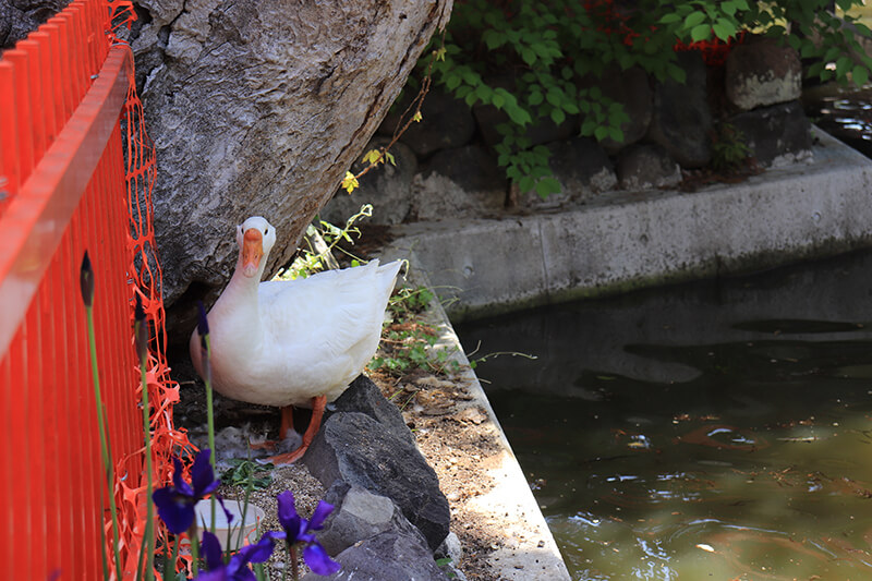 生島足島神社　ガチョウ