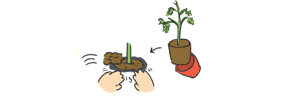 tomato_06.jpg